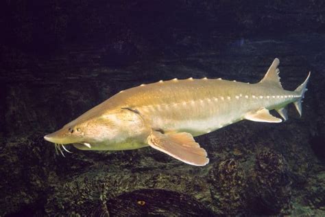 kaluga fish|9 Kaluga Sturgeon Fish Facts .